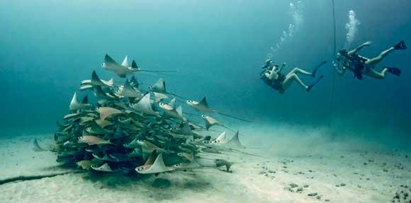 plongeurs autour du banc de raies manta