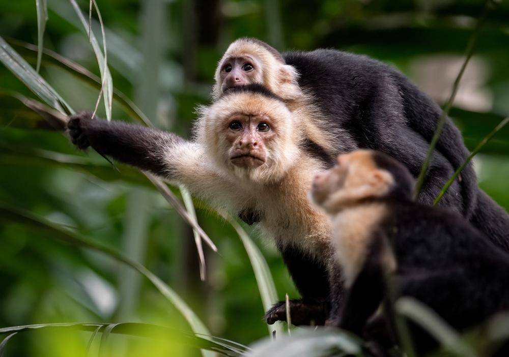bébé singe sur le dos de sa mère