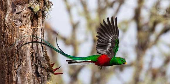 petit oiseau volant vert/rouge