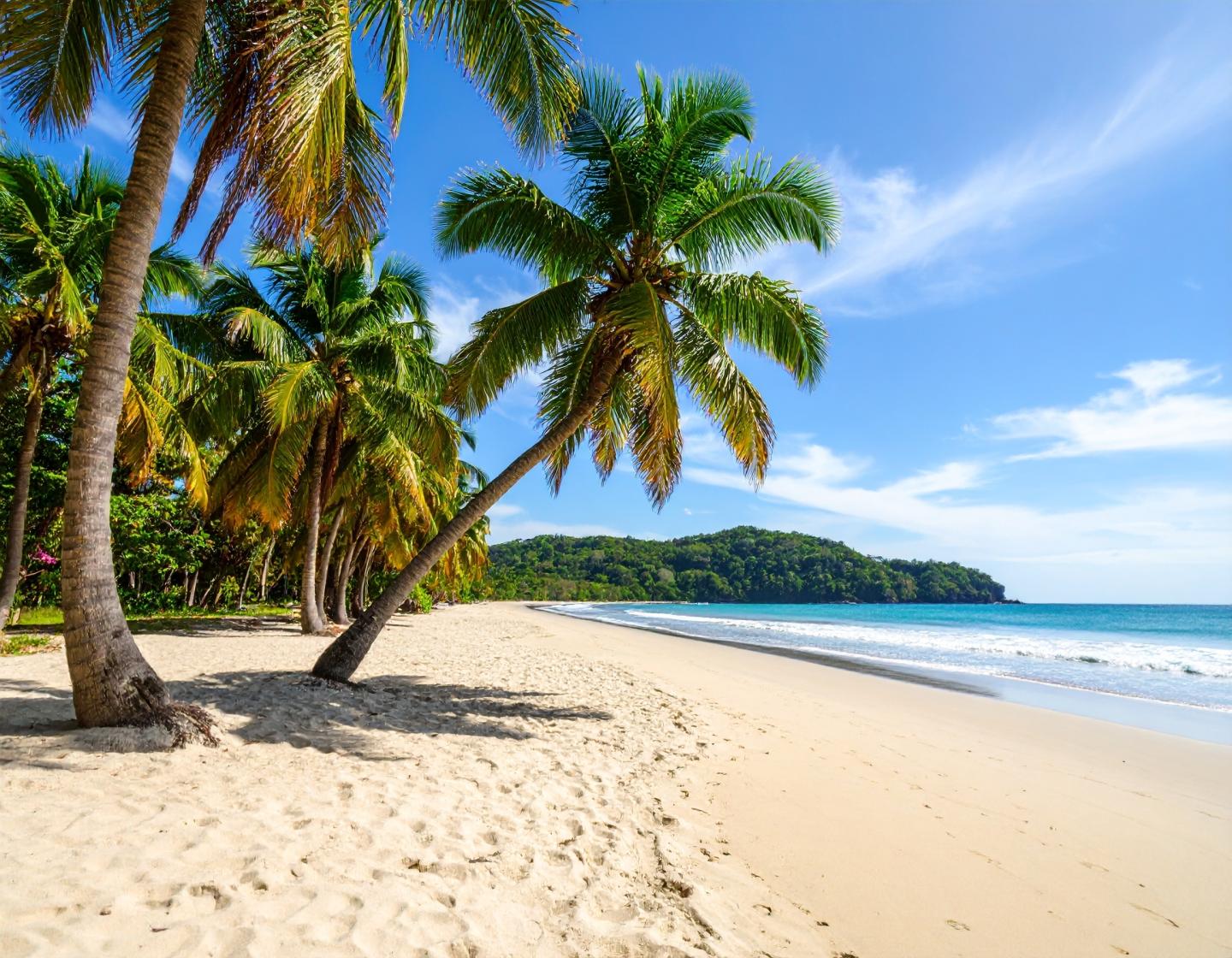 palmiers sur une plage