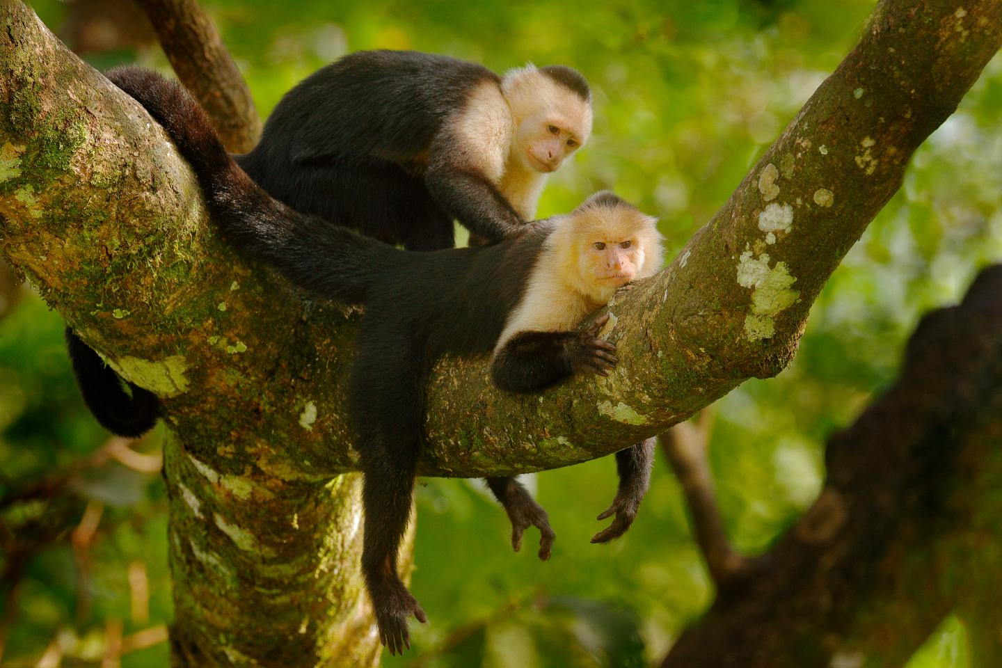 deux singes dans un arbre