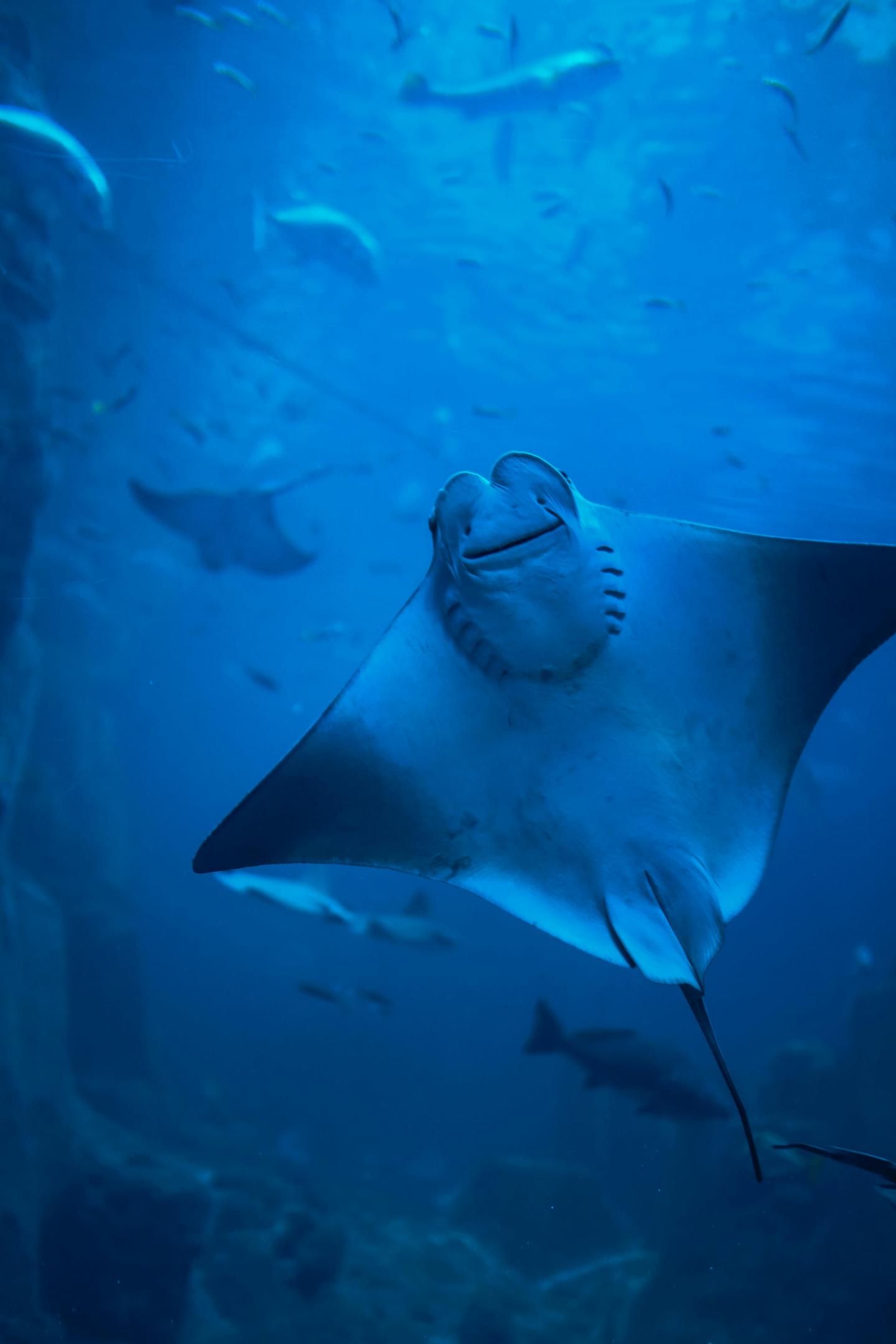 fond d'une raie manta dans l'océan