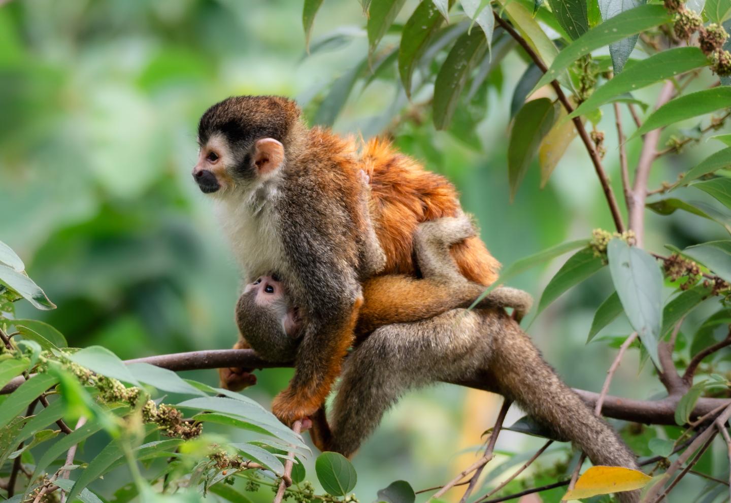 Femelle singe écureuil dans un arbre avec son bébé dans les bras