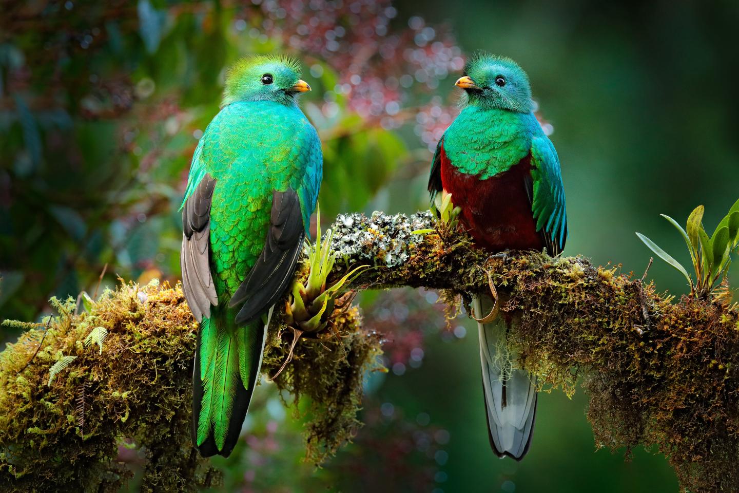Deux quetzals resplendissants sont perchés sur une branche recouverte de mousse, au milieu d'un feuillage forestier d'un vert tendre.