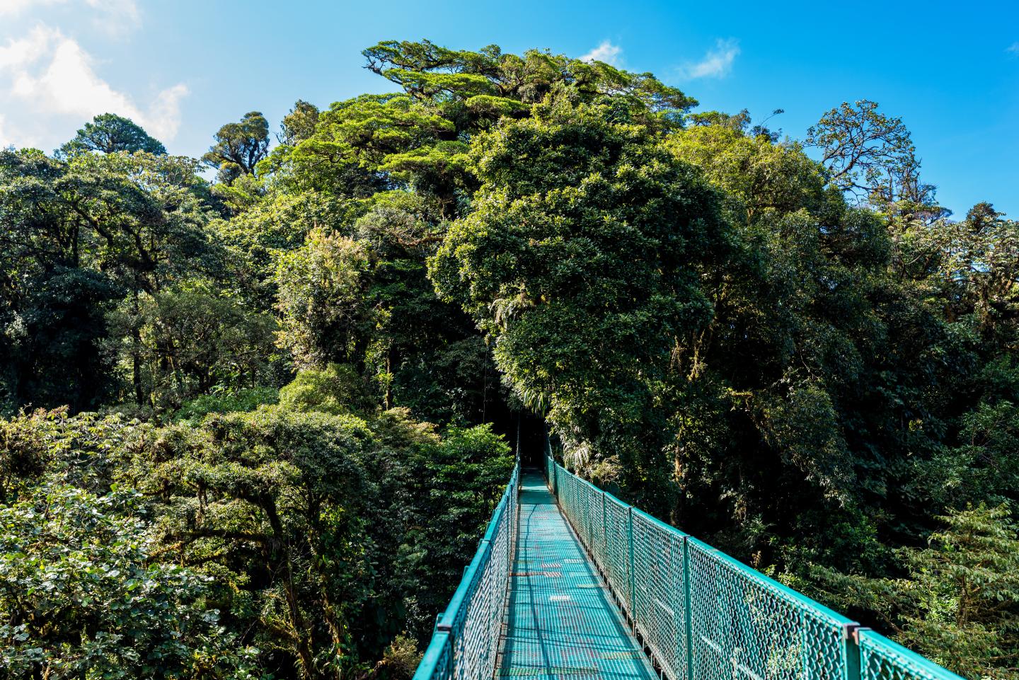 Un pont suspendu enjambe une forêt nuageuse d'un vert intense, sous un ciel d'un bleu éclatant.