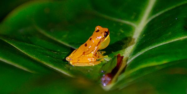 La_Fortuna_Rana_Amarilla-Grenouille_jaune.jpg