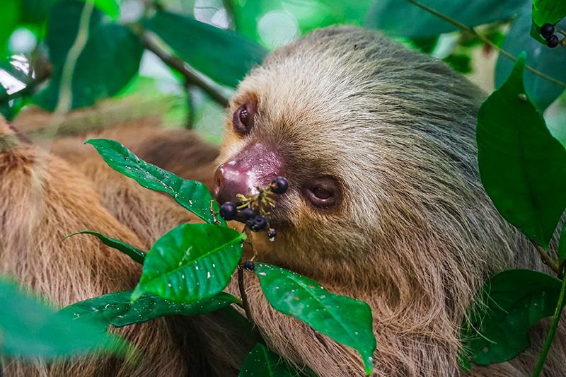 guias caribe latéral.jpg